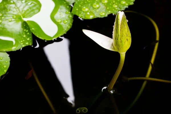 Flor Lótus Brilhante Água Com Folhas Verdes — Fotografia de Stock