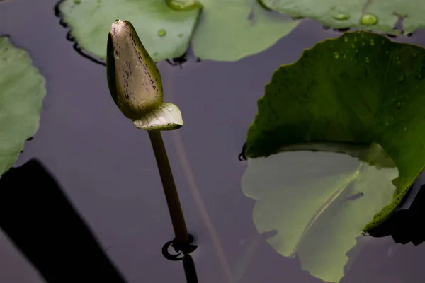 Ljusa Lotus Blomma Vatten Med Gröna Blad — Stockfoto
