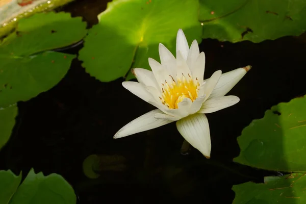 Thai Lotus Vit Färg Blommar — Stockfoto