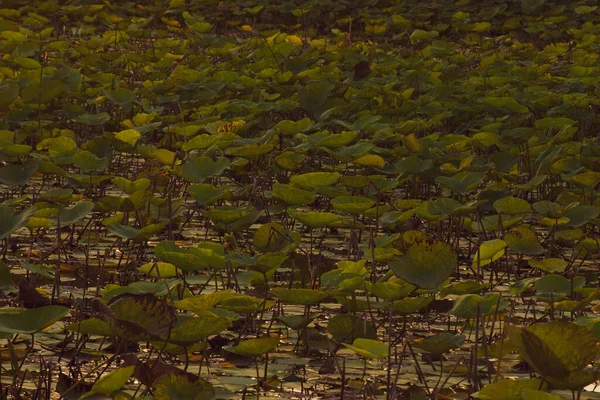 Cloudy Lotus Pond Sunlight — стокове фото