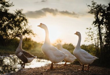 Beyaz Ördek Kaz Ailesi Güzel Doğal Çimlerde Yürüyor, Rice Field Su Gölü 'nün yanında Yansımalı Gün batımı. Parc Ziyaretinin Hayvanları ve Yaban Hayatı Konsepti.