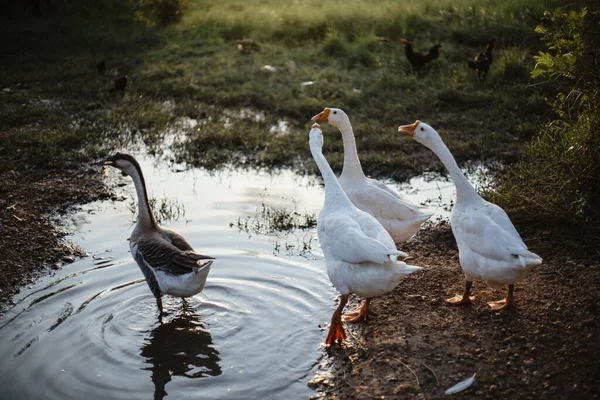 White Duck Goose Οικογένεια Περπάτημα Στο Όμορφο Φυσικό Χόρτο Ρύζι — Φωτογραφία Αρχείου