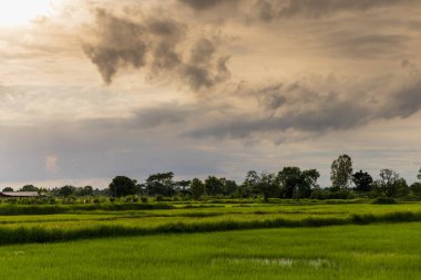 Pirinç tarlaları ve açık gökyüzü yağmur mevsimi. Çiftçiler için pirinç ekmenin başlangıcı çevreyi güzel gösteriyor. Manzara ve kimsenin geçmişi yok. Seyahat ve tarım kavramı.