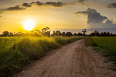 Pirinç tarlaları ve açık gökyüzü yağmur mevsimi. Çiftçiler için pirinç ekmenin başlangıcı çevreyi güzel gösteriyor. Manzara ve kimsenin geçmişi yok. Seyahat ve tarım kavramı.