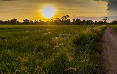 Pirinç tarlaları ve açık gökyüzü yağmur mevsimi. Çiftçiler için pirinç ekmenin başlangıcı çevreyi güzel gösteriyor. Manzara ve kimsenin geçmişi yok. Seyahat ve tarım kavramı.
