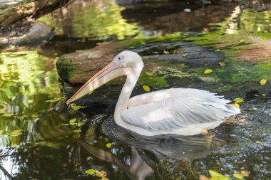 Afrika su kuşları, Pembemsi Pelikan (Pelecanus rufescens) suda yüzer ve parkın doğal ortamlarında yiyecek arar, parlak güneş ışığı ve ağaçların gölgesinde vahşi yaşam fotoğraflarını çeker..