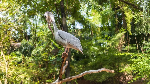 African water birds, Pink-backed Pelican (Pelecanus rufescens) Standing on the top of the timber in the park habitats, on the bright sunlight and shade of the trees, close up wildlife photos.