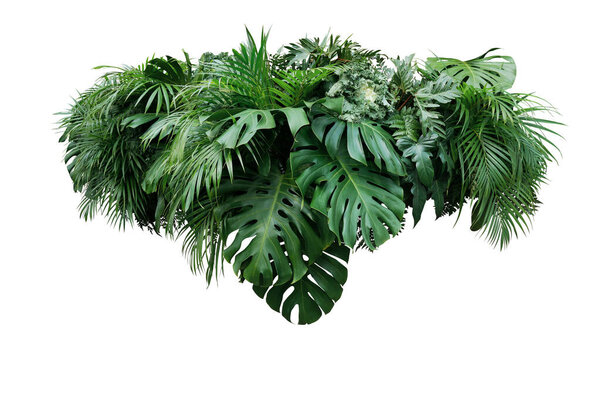 Тропические листья листвы растения джунглей кустарник цветочная композиция Природа фон изолирован на белом фоне, обрезка пути включены
.