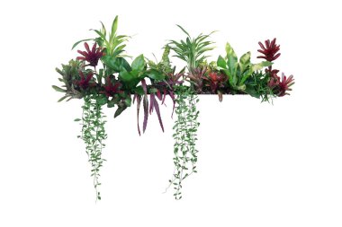 Tropikal bitki çalı dekoru (asılı Dischidia, Bromeliad, Dracaena, Begonia, kuş yuvası eğreltiotu) kapalı bahçe bitki arka planı, dikey bahçe duvarı ekicisi beyaz, kırpma yolu izole