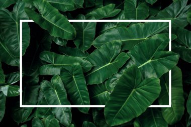 Tropical leaf pattern nature frame layout of heart shaped dark green leaves philodendron Burle Marx (Philodendron imbe), lush foliage plant on dark background with white frame border.	