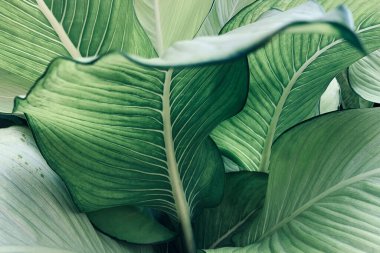 Abstract tropical green leaves pattern, lush foliage houseplant Dumb cane or Dieffenbachia the tropic plant. clipart