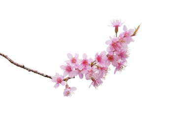 Sakura çiçekleri, bir demet vahşi Himalaya kiraz çiçekleri. Pembe çiçekler. Ağaç dalında tomurcuklanan taze yapraklar..