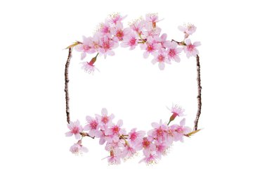 Güzel bahar çiçekleri sınır arkaplanı, pembe Sakura çiçeklerinin arka planı kiraz çiçekleri beyaz arka planda ağaç dalında tomurcuklanan genç yapraklar..