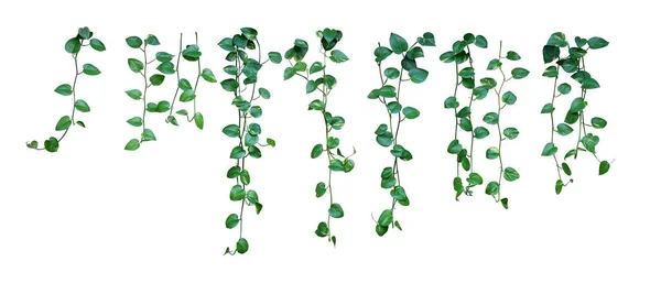 Set Hanging Vine Plant Heart Shaped Variegated Leaves Devils Ivy — Stock Photo, Image