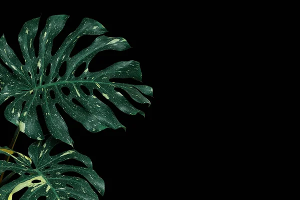 Variegated Tropical Leaves Foliage Forest Plant Monstera Monstera Deliciosa Rare — Stock Fotó