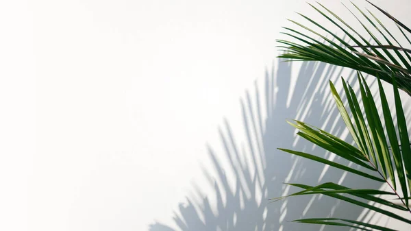 Tropical Palm Leaves Shadows White Concrete Wall Abstract Blurred Tropical — Stock Fotó