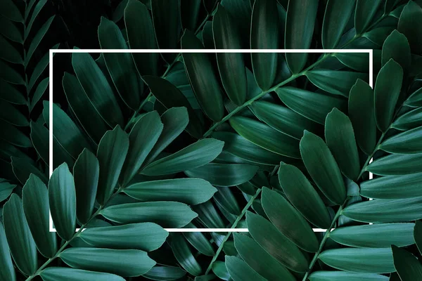 硬纸板棕榈或硬纸板花椰菜 Zamia Furacea 原产于墨西哥的常绿植物的深绿色叶型自然框架布局 白色框架的抽象自然绿色背景 — 图库照片