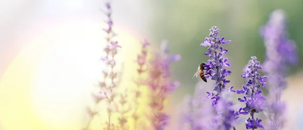 Pszczoła Miodna Zapylająca Pracująca Fioletowo Niebieskich Kwiatach Błękitnej Salwii Lub — Zdjęcie stockowe
