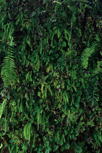 Vertical garden nature backdrop, living green wall of devil's ivy, ferns, philodendron, peperomia, inch plant and various types of tropical rainforest foliage plants on dark background.