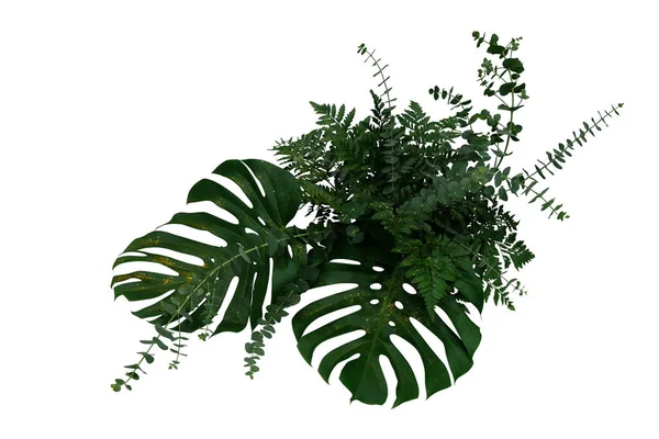 Tropikalne Zielone Liście Rośliny Liści Monstera Paproć Eukaliptus Liści Złotymi — Zdjęcie stockowe