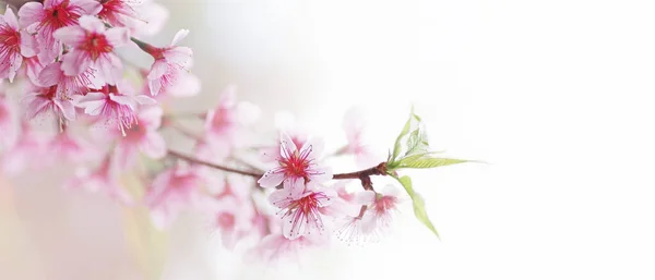 Primavera Fiore Fioritura Natura Sfondo Superficiale Profondità Campo Selvaggio Fiore — Foto Stock