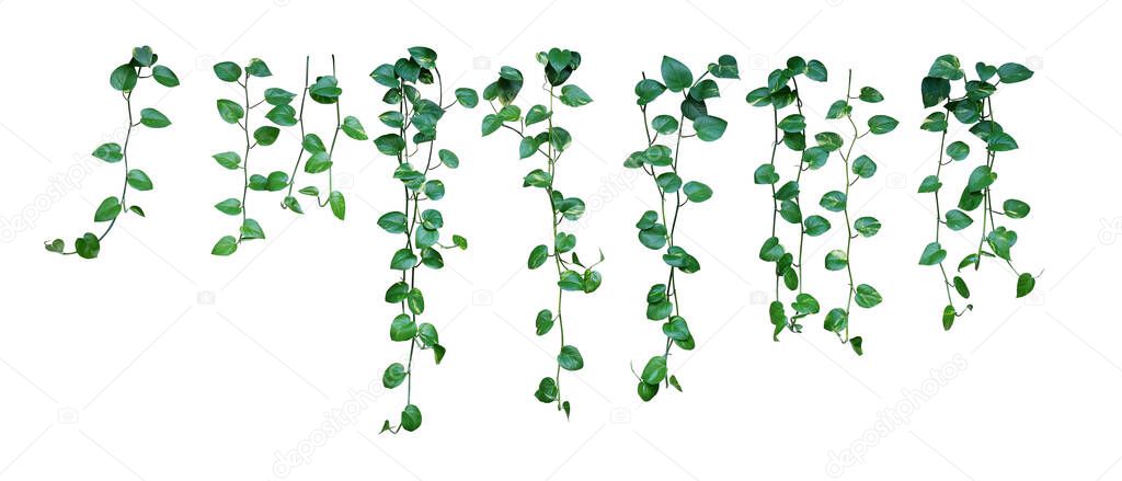 Set of hanging vine plant with heart-shaped variegated leaves of devils ivy or golden pothos the popular tropic houseplant for being indoor natures air purifier isolated on white