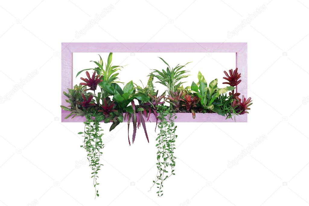 Tropical plants bush decor (hanging Dischidia, Bromeliad, Dracaena, Begonia, Birds nest fern) indoor garden nature backdrop, vertical garden wall planter pink wood frame on white with clipping path
