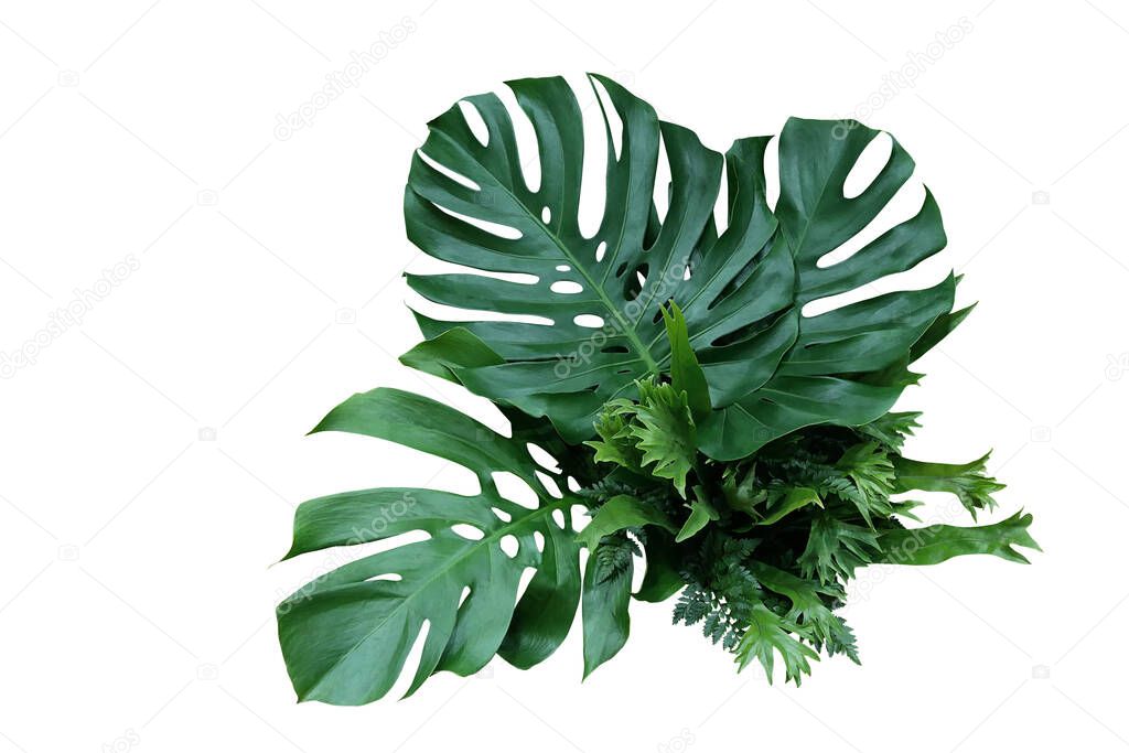 Abstract tropical green leaves pattern on white background, lush foliage of giant golden pothos or Devils ivy the tropic plant.