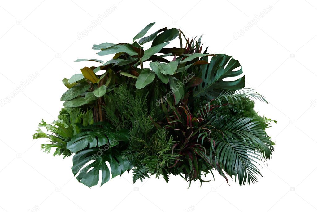 Tropical foliage plant bush (Monstera, palm leaves, Calathea, Cordyline or Hawaiian Ti plant, ferns, and fir) floral arrangment nature backdrop isolated on white with clipping path.