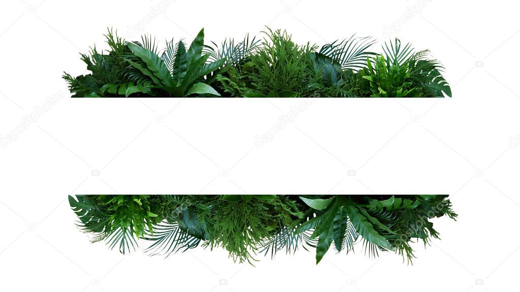 Green leaves nature frame layout of tropical plants bush (Monstera, palm, fern, rubber plant, pine, birds nest fern) foliage floral arrangement on white background with clipping path.