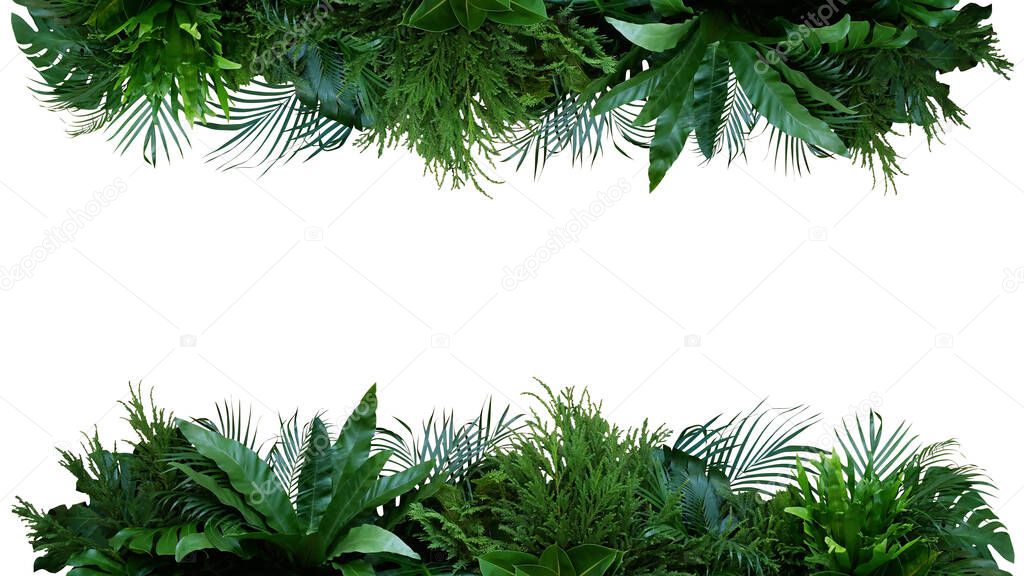 Green leaves of tropical plants bush (Monstera, palm, fern, rubber plant, pine, birds nest fern) foliage floral arrangement  nature frame backdrop isolated on white background with clipping path.