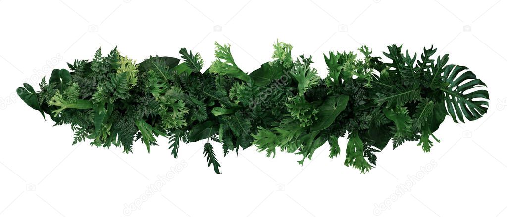 Green leaves of tropical plants bush  (ferns, climbing bird's nest fern, philodendrons, Monstera) floral arrangement indoors garden nature backdrop isolated on white background with clipping path.