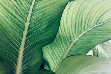 Abstract tropical green leaves pattern, lush foliage houseplant Dumb cane or Dieffenbachia the tropic plant.	