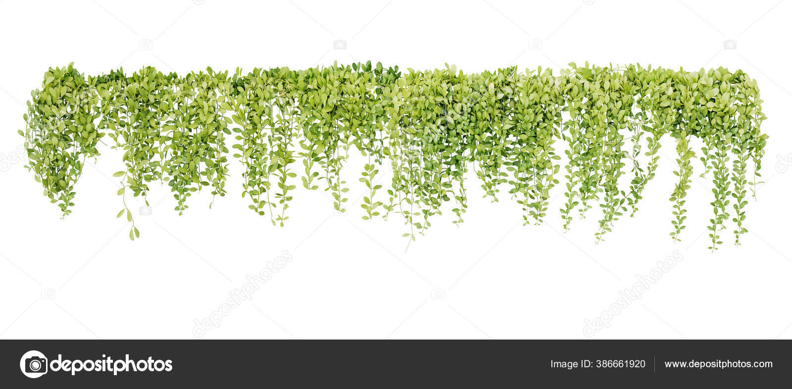 Green Succulent Leaves Hanging Vines Ivy Bush Climbing Epiphytic