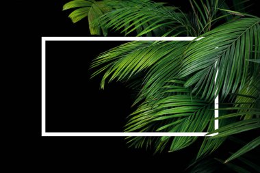 Tropik palmiye yaprakları yağmur ormanları bitki örtüsü beyaz çerçeveli arka plan siyah zemin üzerine serili. 