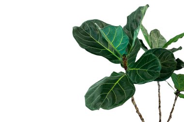 Green leaves of fiddle-leaf fig tree (Ficus lyrata) the popular ornamental tree tropical houseplant isolated on white background, clipping path included. clipart