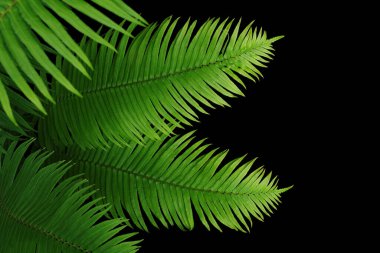 Yeşil yapraklı (Epipremnum aureum mermer kraliçesi Pothos) sarmaşık veya şeytan sarmaşığı sarmaşığı bitkisi, beyaz arka planda izole edilmiş, kırpma yolu olan tropikal yaprak bitkisi..