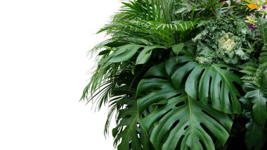 Monstera and tropical leaves foliage plant bush floral arrangement nature backdrop isolated on white background, clipping path included. clipart