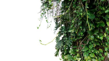Yeşil yapraklı (Epipremnum aureum mermer kraliçesi Pothos) sarmaşık veya şeytan sarmaşığı sarmaşığı bitkisi, beyaz arka planda izole edilmiş, kırpma yolu olan tropikal yaprak bitkisi..