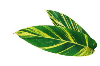 Beyaz zemin üzerinde izole edilmiş tropikal yeşillik bitkisi (Alpinia zerumbet variegata) çeşitli zencefil ya da kabuk zencefil doğal deseni (yeşil ve sarı yapraklar), kırpma yolu içerir.