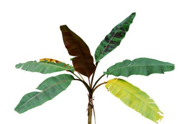 Süslü Musa muz ağacı tropikal bitki beyaz arka planda izole edilmiş çok renkli yapraklar, kırpma yolu dahil.