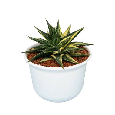 Yeşil yapraklı (Epipremnum aureum mermer kraliçesi Pothos) sarmaşık veya şeytan sarmaşığı sarmaşığı bitkisi, beyaz arka planda izole edilmiş, kırpma yolu olan tropikal yaprak bitkisi..