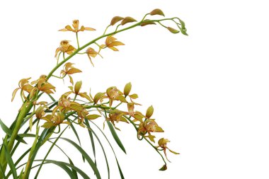 Yeşil yapraklı altın sarısı Cymbidium orkidesi. Beyaz arka planda izole edilmiş tropikal çiçek bitkisi..