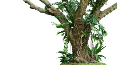 Yeşil yapraklı (Epipremnum aureum mermer kraliçesi Pothos) sarmaşık veya şeytan sarmaşığı sarmaşığı bitkisi, beyaz arka planda izole edilmiş, kırpma yolu olan tropikal yaprak bitkisi..