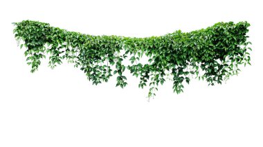 Sarmaşık yaprakları sarmaşık ormanları, kalp şeklinde yeşil yapraklar tırmanıyor bitki örtüsüne tırmanıyor doğa beyaz arka planda kırpma yolu ile izole edilmiş..