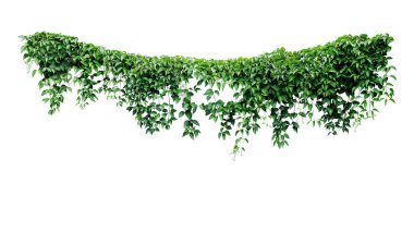 Hanging vines ivy foliage jungle bush, heart shaped green leaves climbing plant nature backdrop isolated on white background with clipping path. clipart