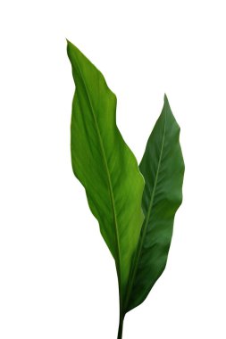 Green leaves of Galangal, tropical ginger medicinal herbal plant isolated on white background with clipping path. clipart