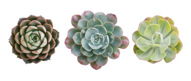 Küçük saksıdaki sulu kaktüs bitkilerinin üst görünümü, üç çeşit sulu Echeveria çeşidi kümesi, yağmur damlaları Echeveria (ortada) da dahil olmak üzere, kırpma yolu ile beyaz zemin üzerinde izole edilmiştir..