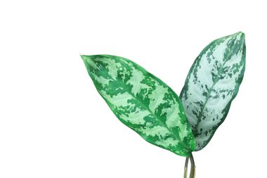 Çin bitkisinin (Aglaonema) yeşil yapraklı deseni, beyaz arka planda izole edilmiş tropikal popüler bitki örtüsüdür..