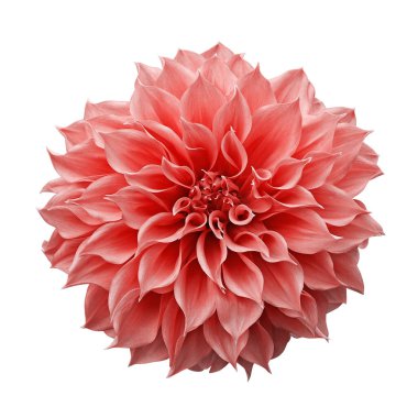 Modaya uygun pembe-turuncu veya mercan renkli Dahlia çiçeği veremli bahçe bitkisi kesme yolu ile beyaz arka planda izole edilmiştir..